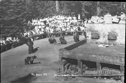 Bears and Bear Damage, Bear feeding at Bear HIll