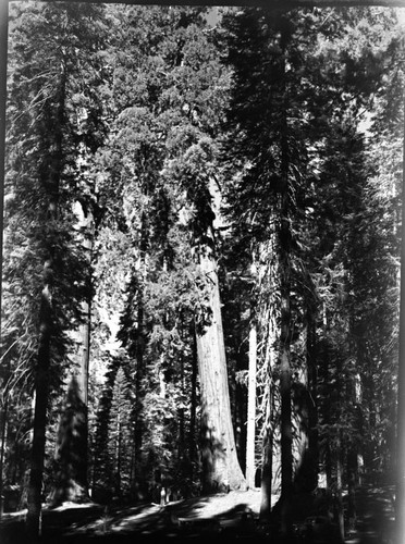 Hazard Trees, Felling giant sequoia at lodge