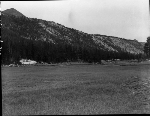 Meadow studies, McClure Meadow, unfenced in excellent forage condition