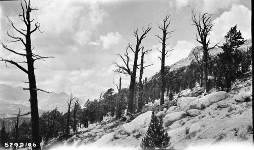 High Sierra Trail Investigation, material encountered above Whitney Creek. Subalpine Forest Plant Community