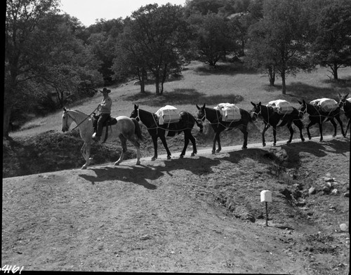 NPS Groups, Training Mule Pack String, Corrals. Roy Lee Davis, Jr. pictured, stock use