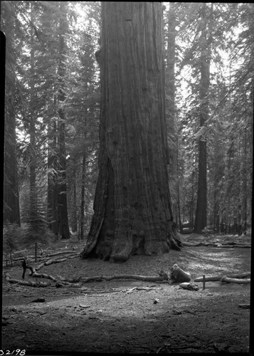 General Sherman Tree, view of base