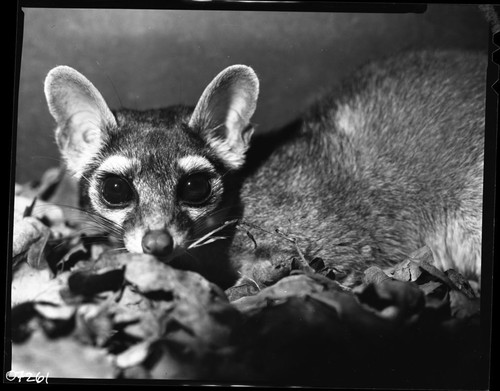 Ringtail Cat, Captive