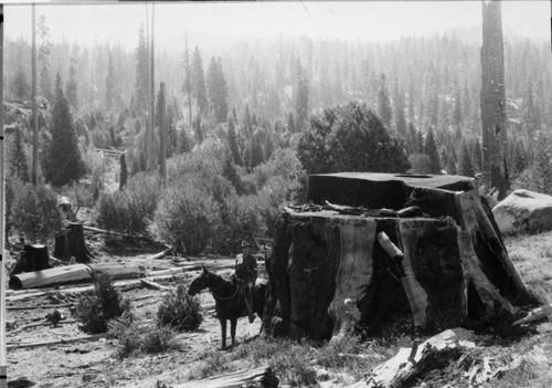 Logging, big stumps and second growth