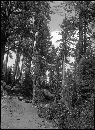 Western Juniper, group of Junipers reproducing under aspens and willows