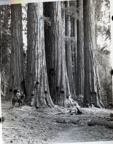 Senate Group, Congress Grove. Ranger unidentified