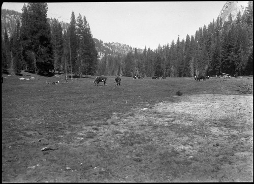 Meadow studies, 1/3 way up Sugarloaf Meadow, showing edge sand where water table lowering begins to effect grass. Grazing