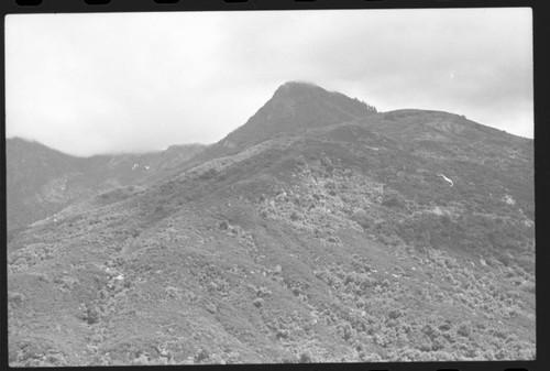 Misc. Plant Communities, Vegetation mosaic on Milk Ranch Peak. Foothills near Ash Mtn