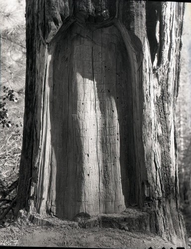 Arborglyphs, Witness Tree engravings