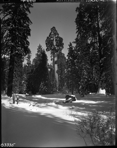 General Grant Tree in snow. Giant Sequoia Winter Scenes