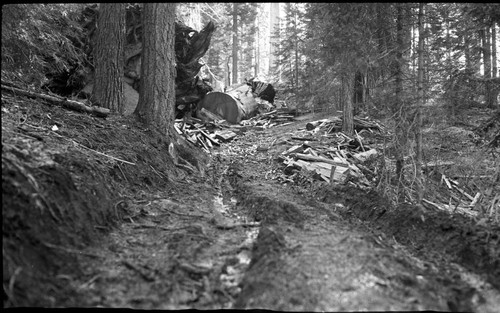 Logging, logging damage. Redwood Mountain Grove