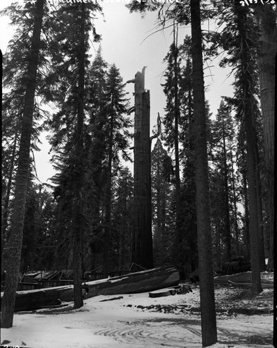 Fallen Giant Sequoias, Lightning struck sequoia adjacent to Leaning Tree cut in 1950, fire started March 23