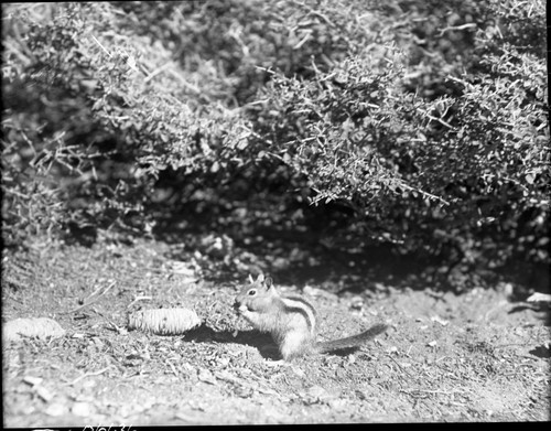 Golden-Mantled GroundSquirrel