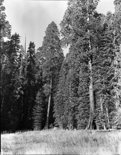 Giant Sequoia, Leaning sequoia, Huckleberry Meadow. Misc. Meadows