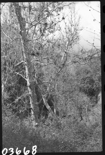 Western Sycamores. Misc. Trees, foliage, and cones or fruit