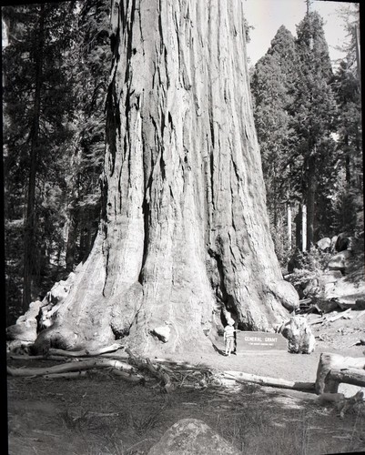 General Grant Tree