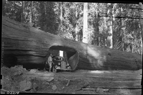 Tunnel Log, old vehicles through log. Vehicular Use. Individual unidentified