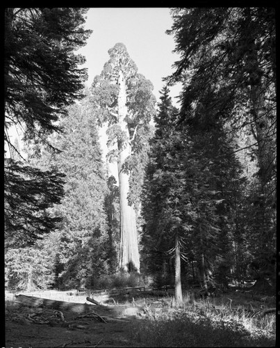 General Grant Tree