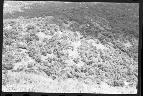 Foothill Woodland, Foothills near Ash Mtn. Plant Community