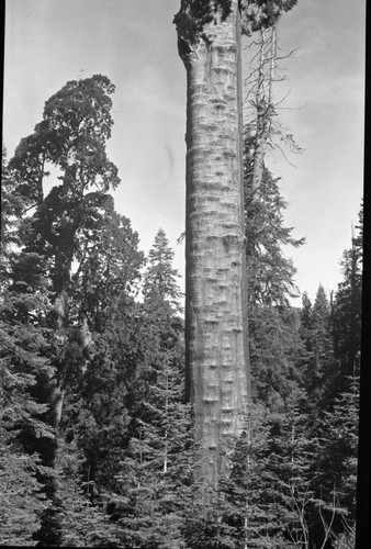 Misc. Named Giant Sequoias, Sapsucker Tree