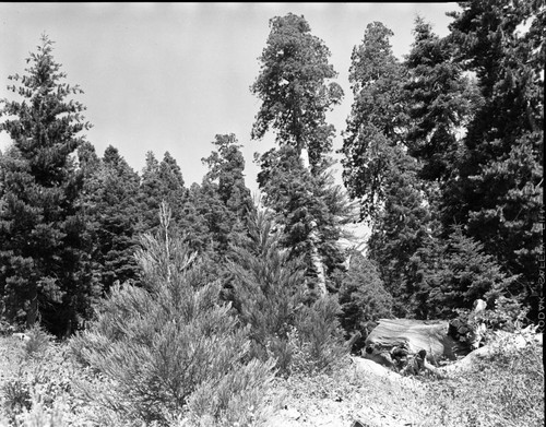 Young Giant Sequoia, Reproduction at Camp Conifer burn