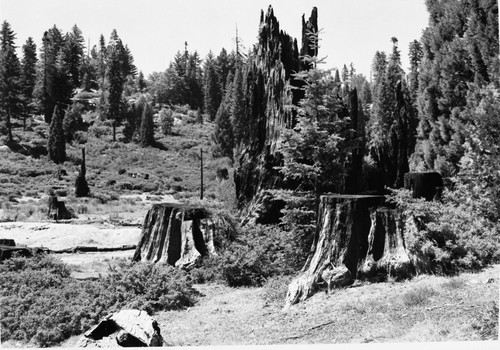 Logging, stumps in Big Stump Meadow