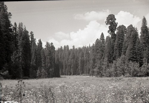 Crescent Meadow, Montane Meadow Plant Community