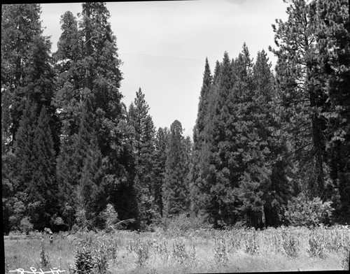 Miscellaneous Meadows, Redwood Meadow and Giant sequoias. Montane Meadow Plant Community