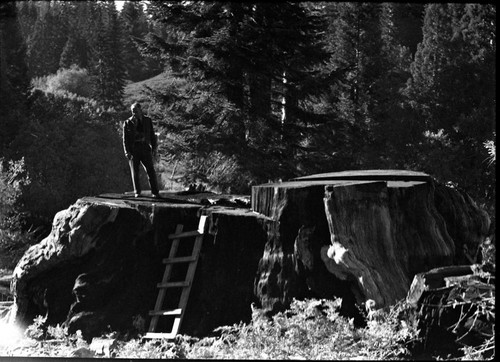 Logging, oldest dated stump