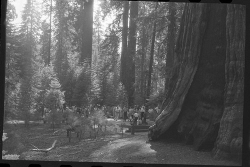 General Sherman Tree, Visitors at Sherman Tree. Misc. Visitor Activities