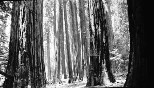 Redwood Mountain Grove, Giant Sequoia, Sugarbowl Grove