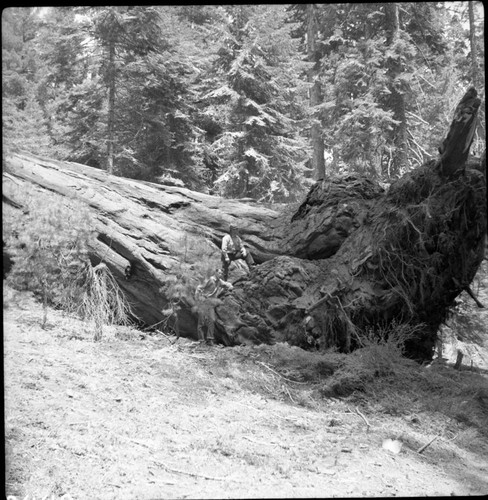 Buttress Tree, Fallen Buttress Tree. Individuals Unidentified