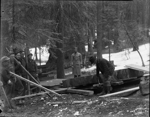 Giant Sequoia Sections, cutting section for San Diego Exposition. Individual unidentified