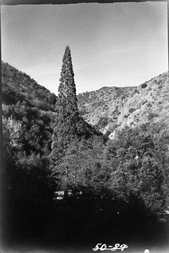 Giant Sequoias, Youthful Giant Sequoia showing distinctive shape. Near Clough Cave