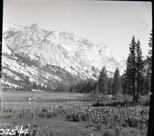 Grouse Meadow, Subalpine Meadow Plant Community