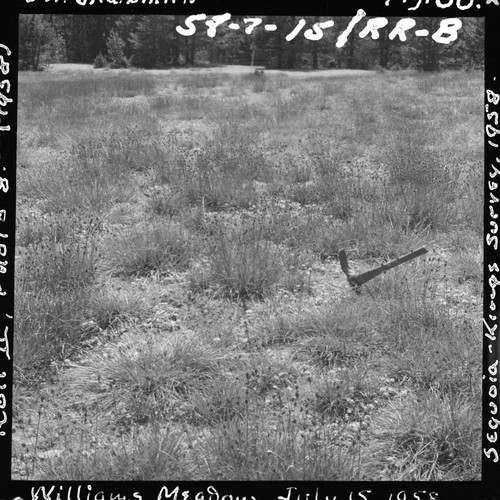 Meadow studies, permanent meadow photo plot study