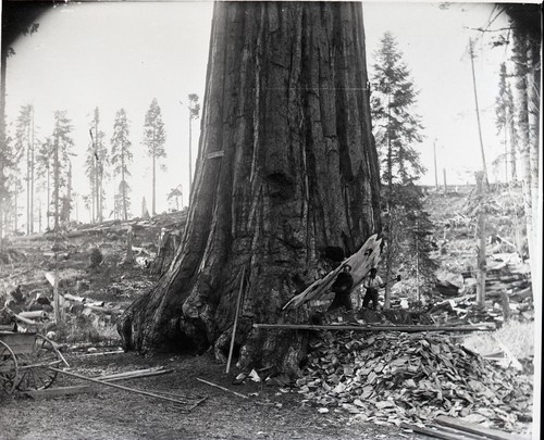 Mark Twain Tree, Logging, cutting Mark Twain Tree