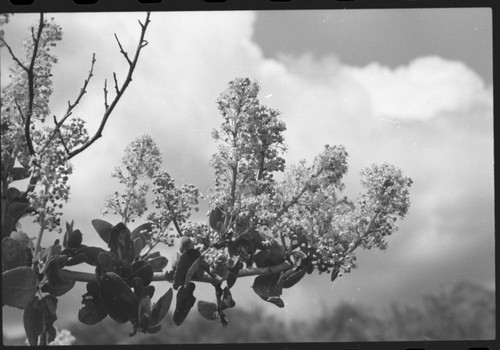 Misc. Plants, Ceanothus leucodermis