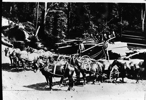 Happy Gap, Fresno Co. Logging, Happy Gap where small loads of lumber from Big Stump Mill were reloaded on lumber wagons for hauling to Visalia in the 1880's