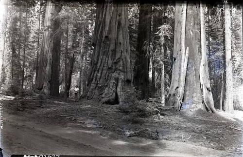 Miscellaneous Unnamed Giant Sequoias. Individuals unidentified