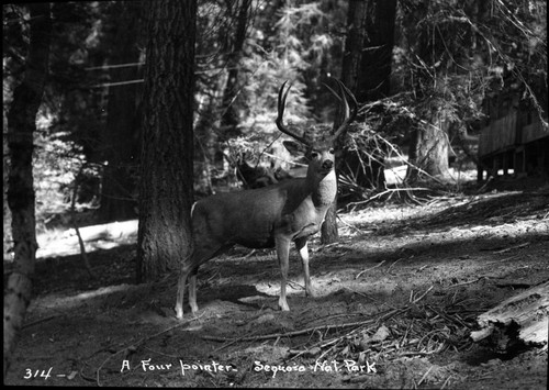 Deer, four point buck