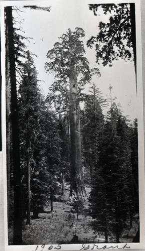 General Grant Tree, early group around tree