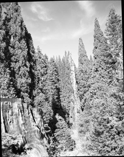 Giant Sequoia Stumps, Burnt Monarch, from photo point in Big Stump Basin