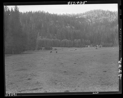 Meadow studies, looking north from middle. Grazing