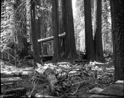 Hazard Trees, No. M-12 fell at 2pm striking No. 39 at Hazelwood picnic area