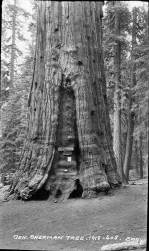 General Sherman Tree