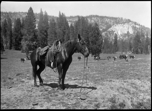 Stock use, June, J.E. Armstrong's black mare. Grazing, cattle