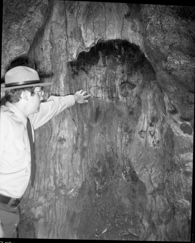 Arborglyphs, NPS Individuals, Carvings in the General Sherman Tree. Remarks: Naturalist Robert M. Pyle