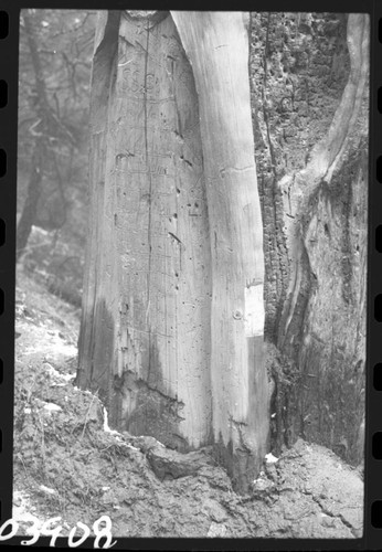 Aborglyphs. Witness Tree. Near Camp Conifer