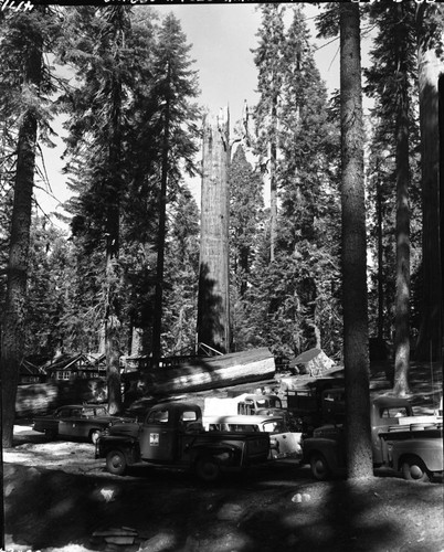 Gallen Giant Sequoia, Lightning struck sequoia, last days of fire. Removal of burned limbs